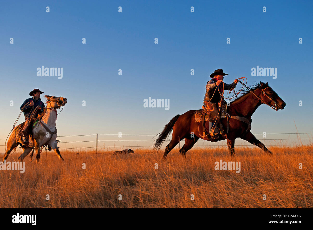 Comitiva de gado, peão de boiadeiro, boi, Cortege of Cattle, Peasant of  Cowboy, Ox, Bos taurus, Miranda, Mato Grosso do Sul, Brazil Stock Photo -  Alamy