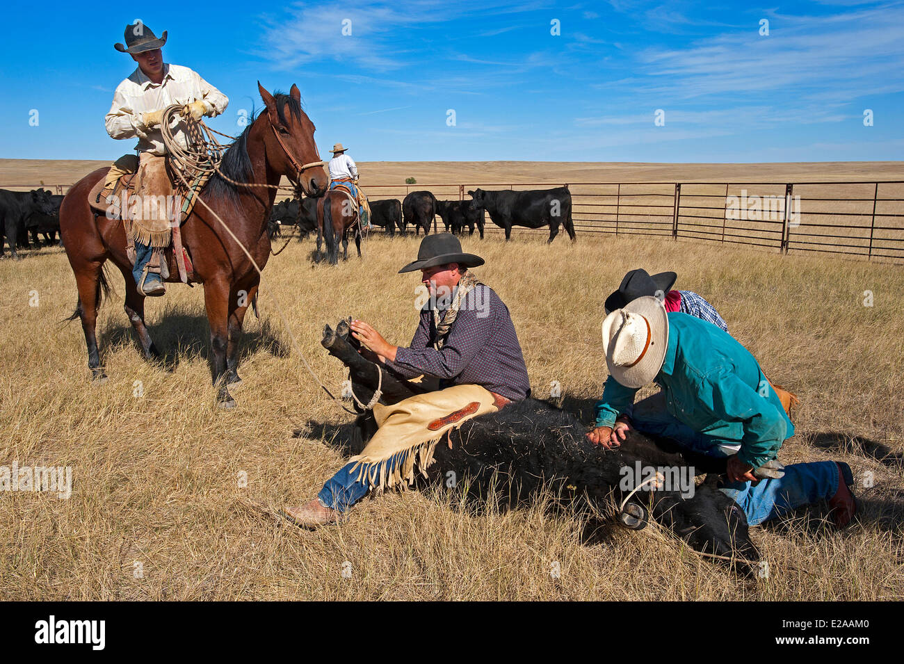 United States, South Dakota, Belle Fourche, ranch of Todd Larsen