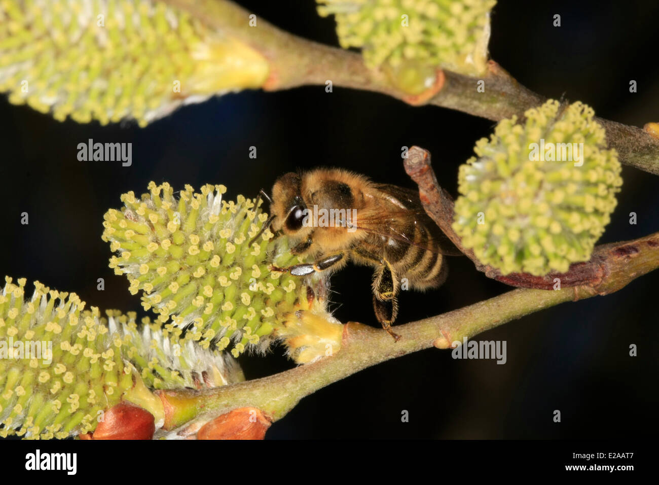 A honey bee on the flower of a femal willow tree (Salix). It offer the