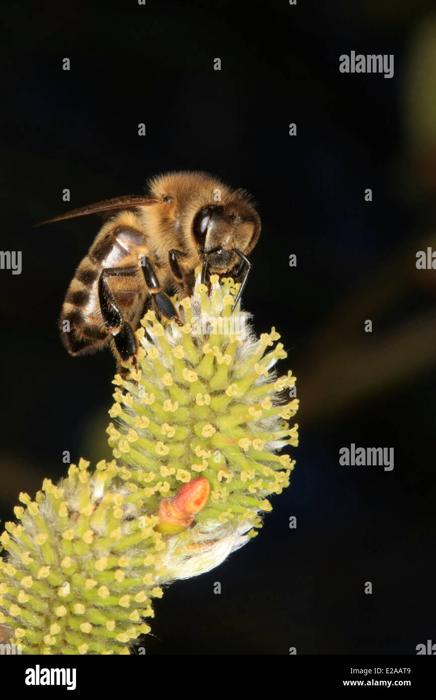 A honey bee on the flower of a femal willow tree (Salix). It offer the bees in the spring nectar. Nectar change the bees into honey. The blossoms of the female willows looks more green. Photo: Klaus Nowottnick Date: March 14, 2014 Stock Photo