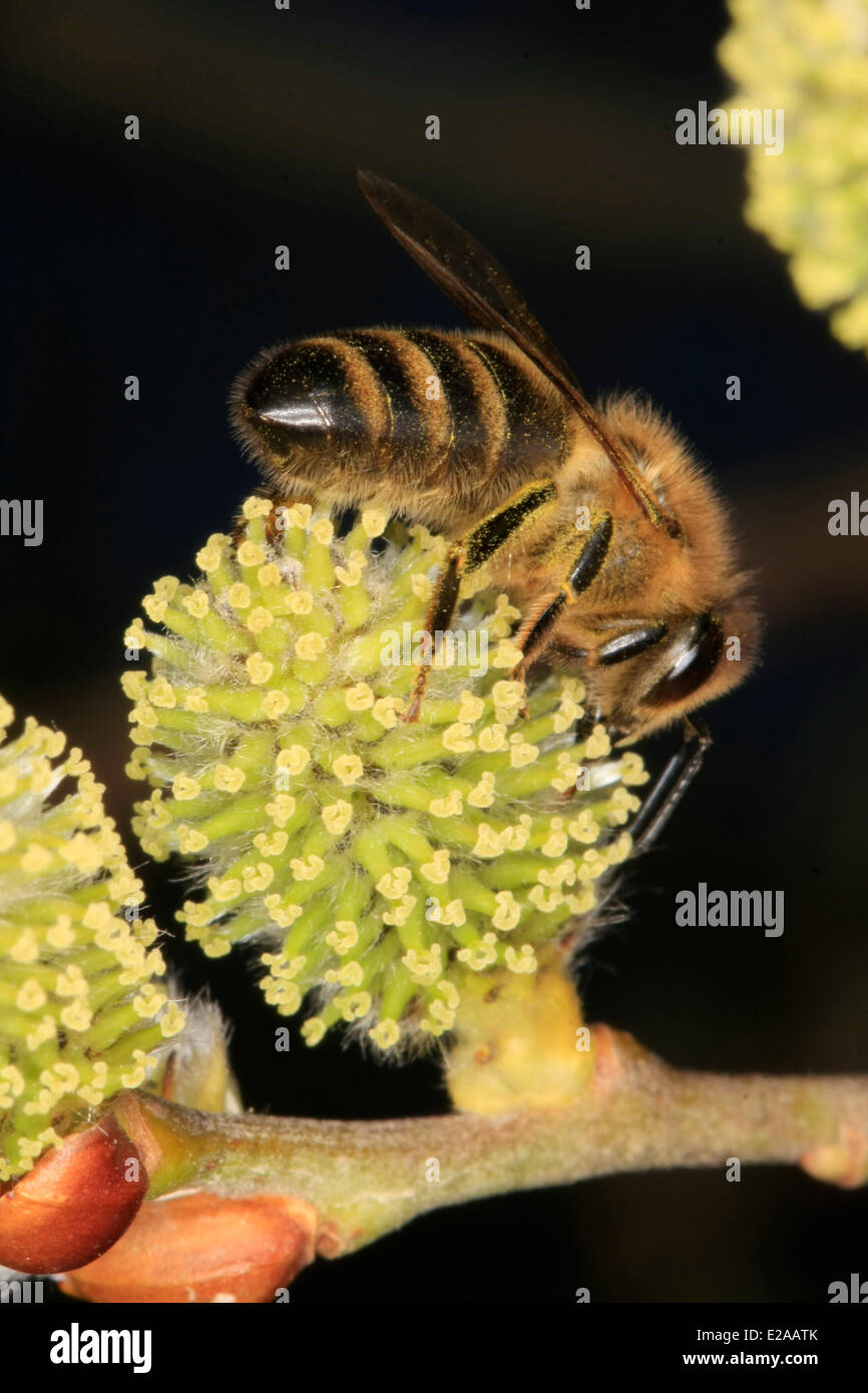 A honey bee on the flower of a femal willow tree (Salix). It offer the bees in the spring nectar. Nectar change the bees into honey. The blossoms of the female willows looks more green. Photo: Klaus Nowottnick Date: March 14, 2014 Stock Photo