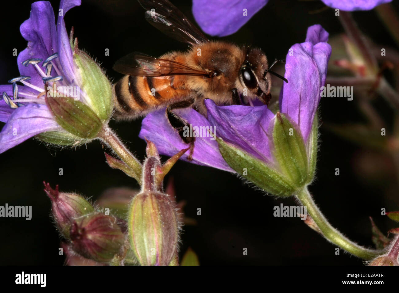A honeybee is visiting the blossom of Geranium pratense L. The plant offers the honeybees much nectar and proteinrich pollen. Photo: Klaus Nowottnick Date: May 18, 2011 Stock Photo