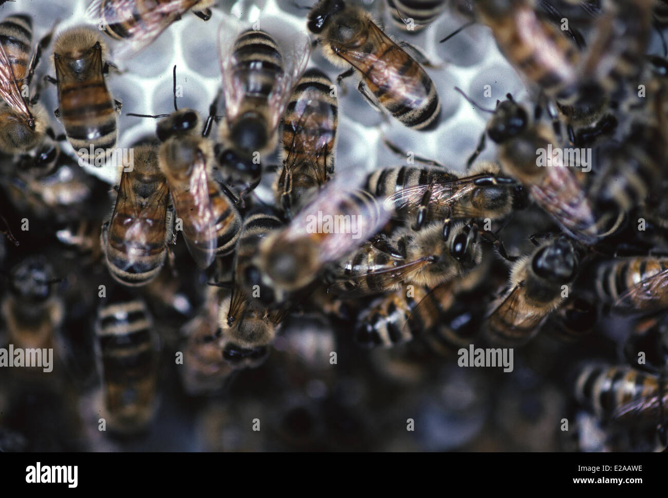 honey hive dating matchmaking quizzes