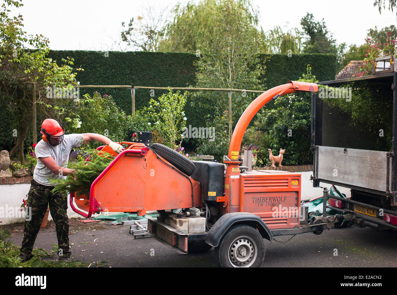 Commercial shredding machine reducing conifer hedge trimmings for ultimate composting Stock Photo