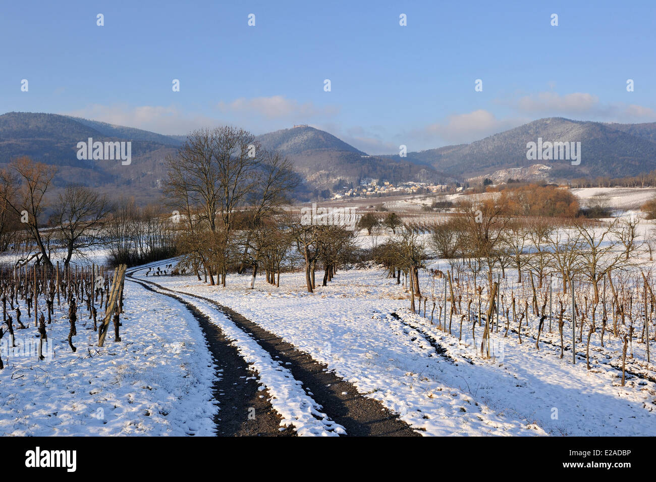 France Bas Rhin Plain Of Alsace Under Snow Close To Obenai With The Monastery Of The Mont Sainte Odile At The Back Stock Photo Alamy