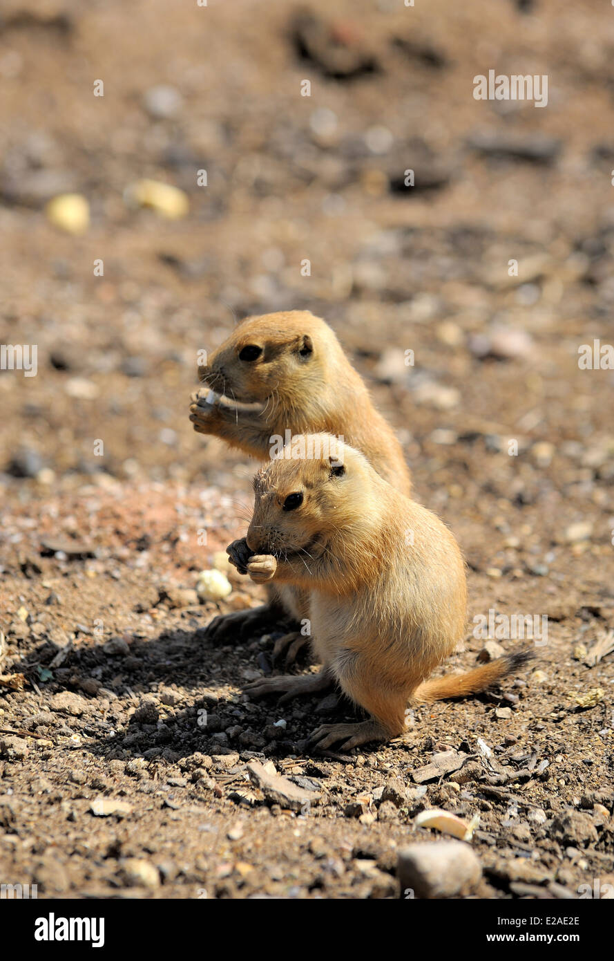 Prairie Dogs at Twycross Zoo England UK Stock Photo Alamy