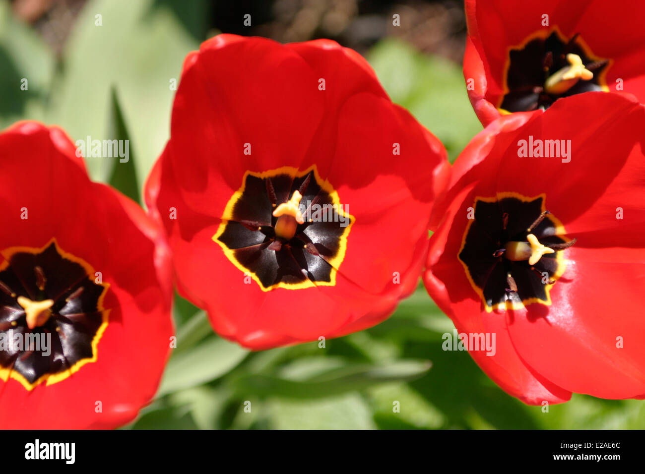 Four red Tulips with yellow and black centres, in bloom against a green background. Stock Photo