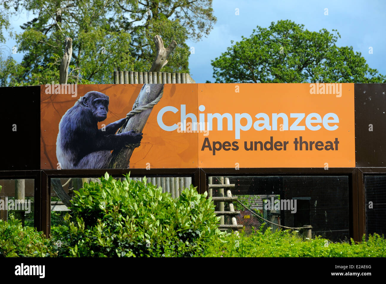 Chimpanzee Apes under threat sign. Twycross Zoo England UK Stock Photo