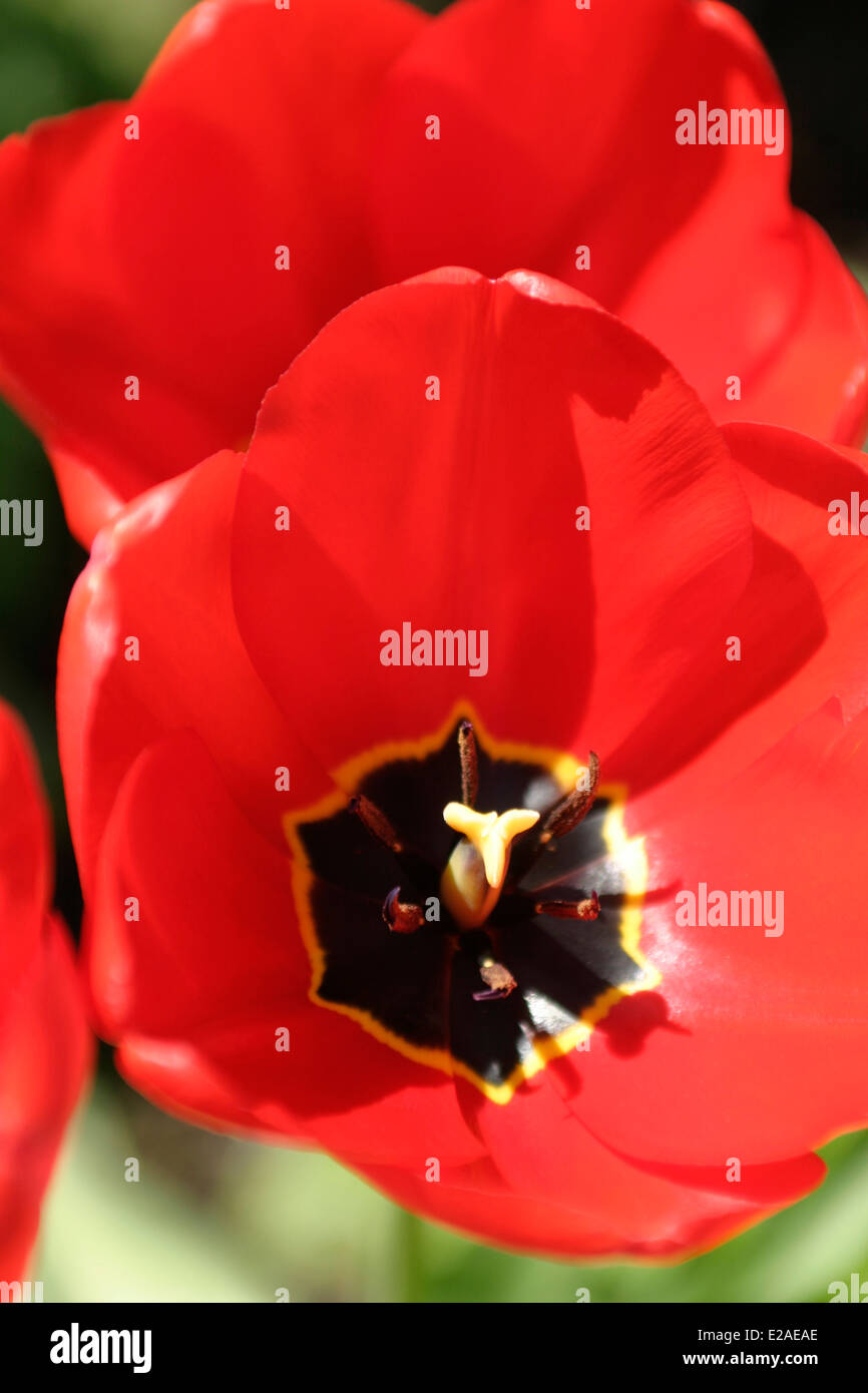 Two red Tulips with yellow and black centres, in bloom against a green background. Stock Photo