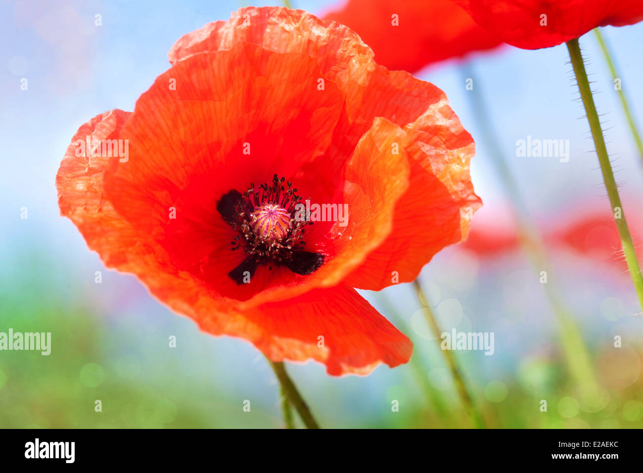 Poppy flower close up against the sky Stock Photo