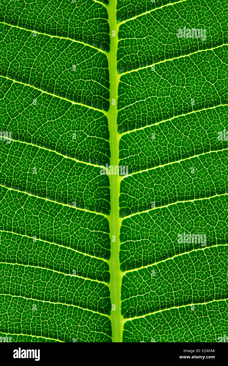 Green leaf background texture, macro Stock Photo - Alamy