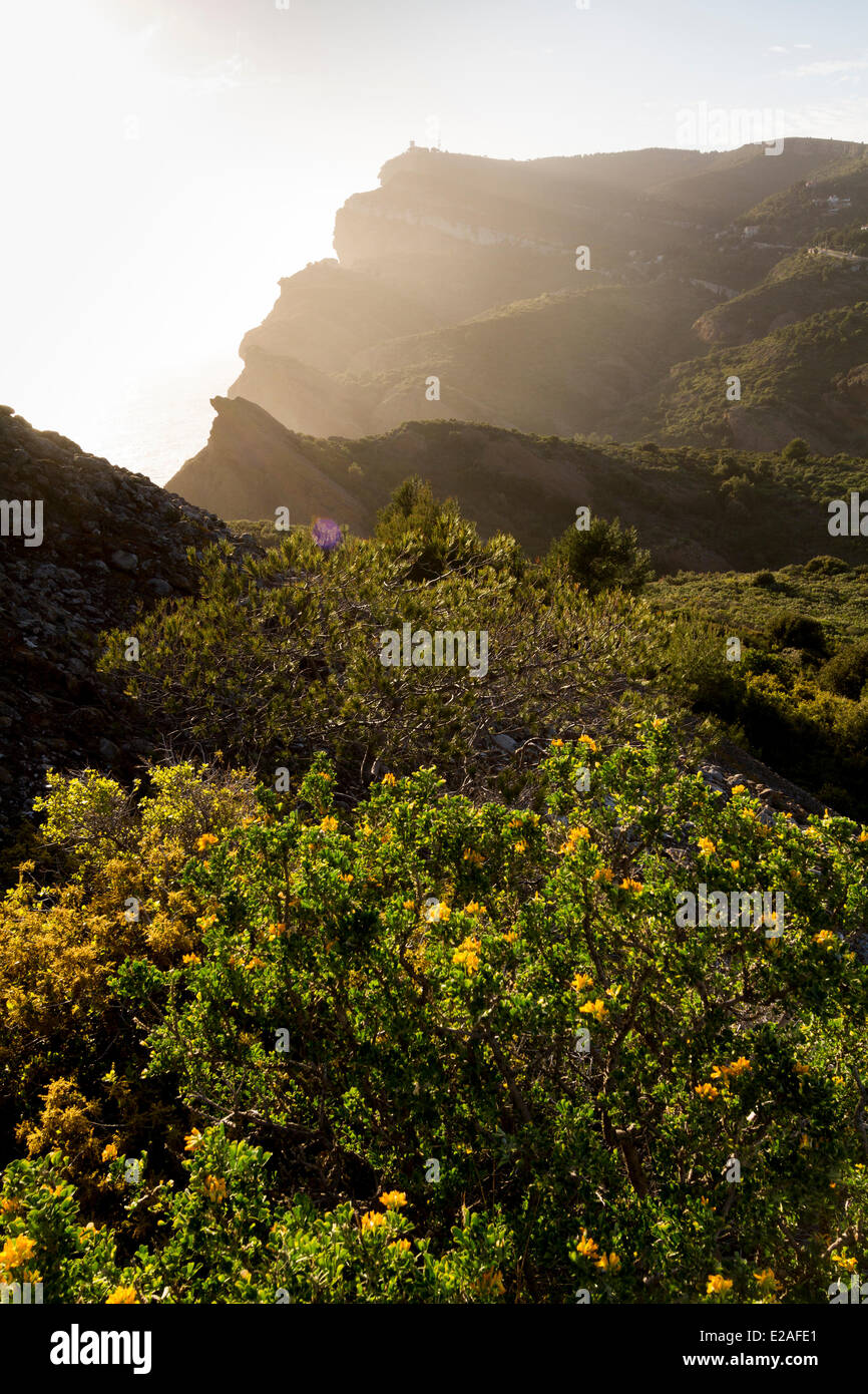 France, Bouches du Rhone, La Ciotat, cliffs of Cap Canaille, Tree Alfalfa or Shrub Medick (Medicago arborea) Stock Photo