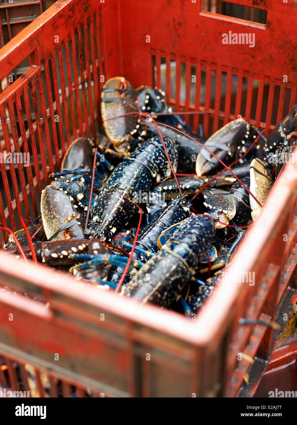France, Bretagne, feature : the racy Bretagne of Olivier Roellinger, wild blue lobster from Brittany Stock Photo