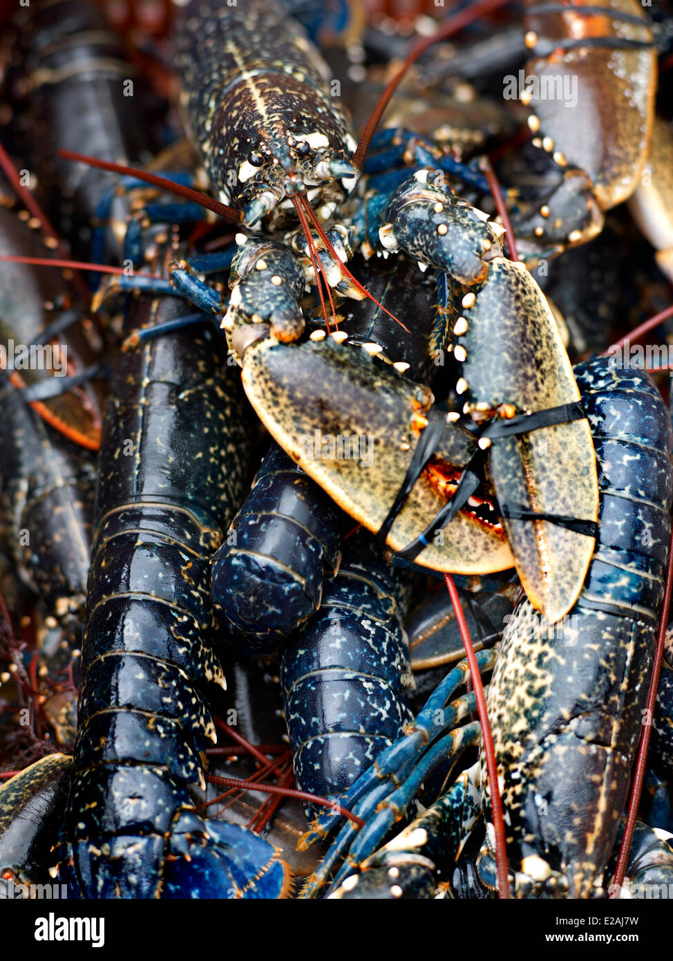 Blue lobster brittany france hires stock photography and images Alamy