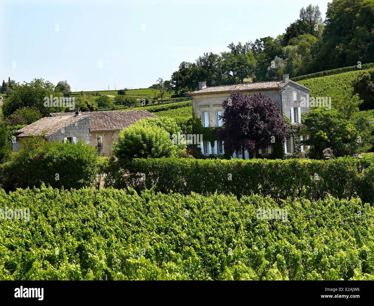 France, Gironde, feature : Le Grand Bordeaux et le bassin d'Arcachon, Bordeaux vineyard Stock Photo