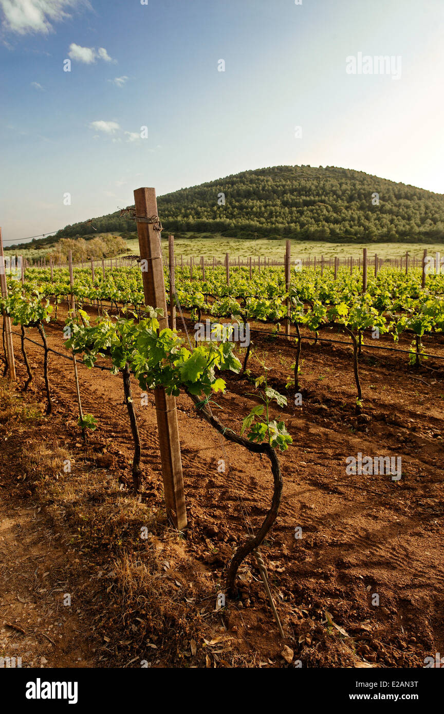 Italy, Sardinia, Sassari Province, Fertilia, Leda d'Ittiri farmhouse, vineyards at the foot of Mount Doglia Stock Photo