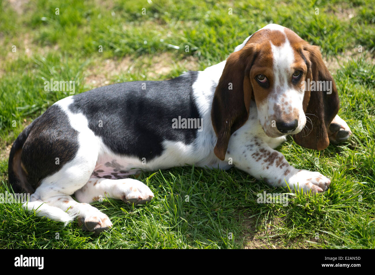 Four month old basset hound puppy Stock Photo