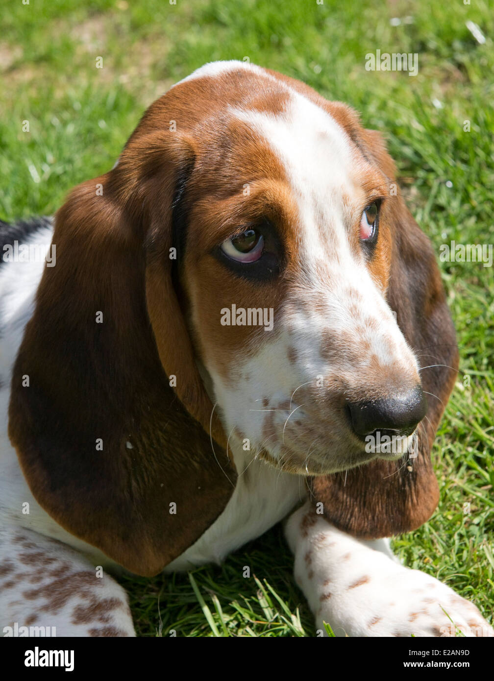 Four month old basset hound puppy Stock Photo