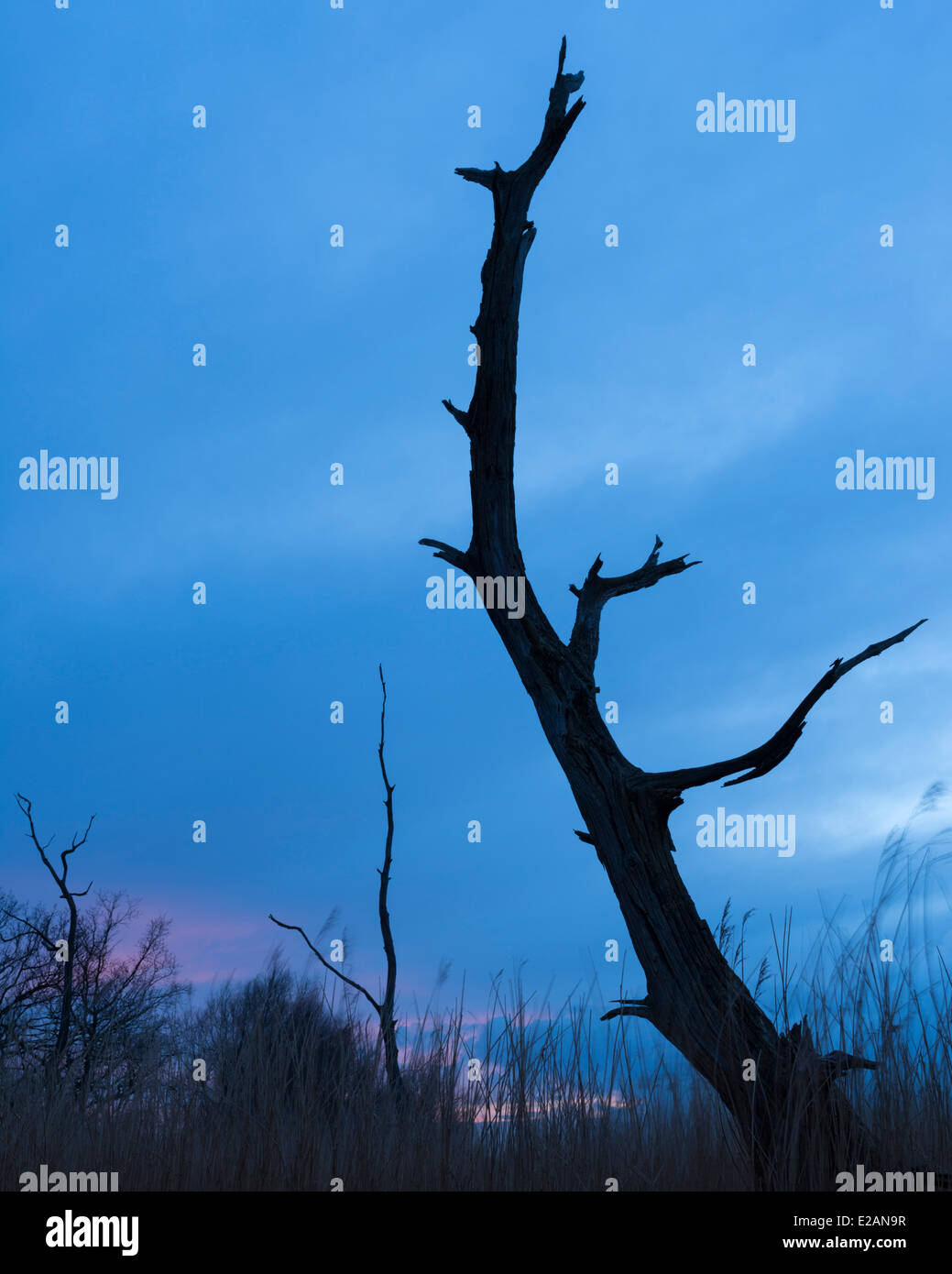 Skeletal trees at Hardley Flood, Norfolk Broads Stock Photo