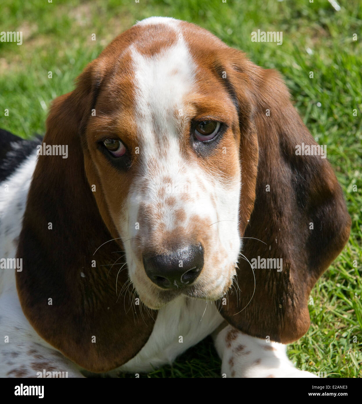 Four month old basset hound puppy Stock Photo