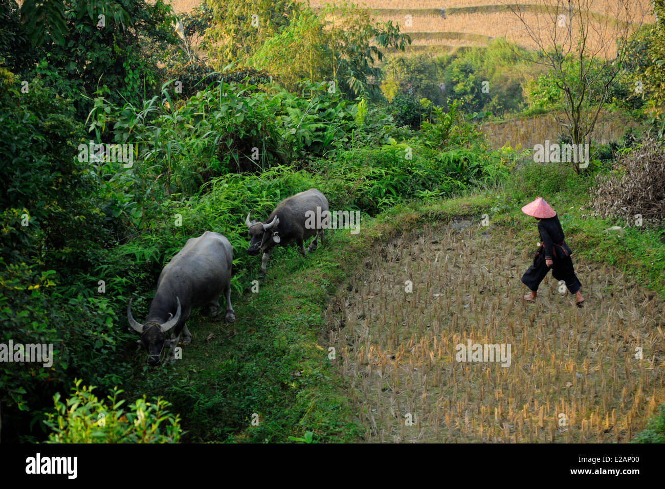 Vietnam, Ha Giang Province, Hoang Su Phi, Black Hmong ethnic group woman with her buffalo Stock Photo