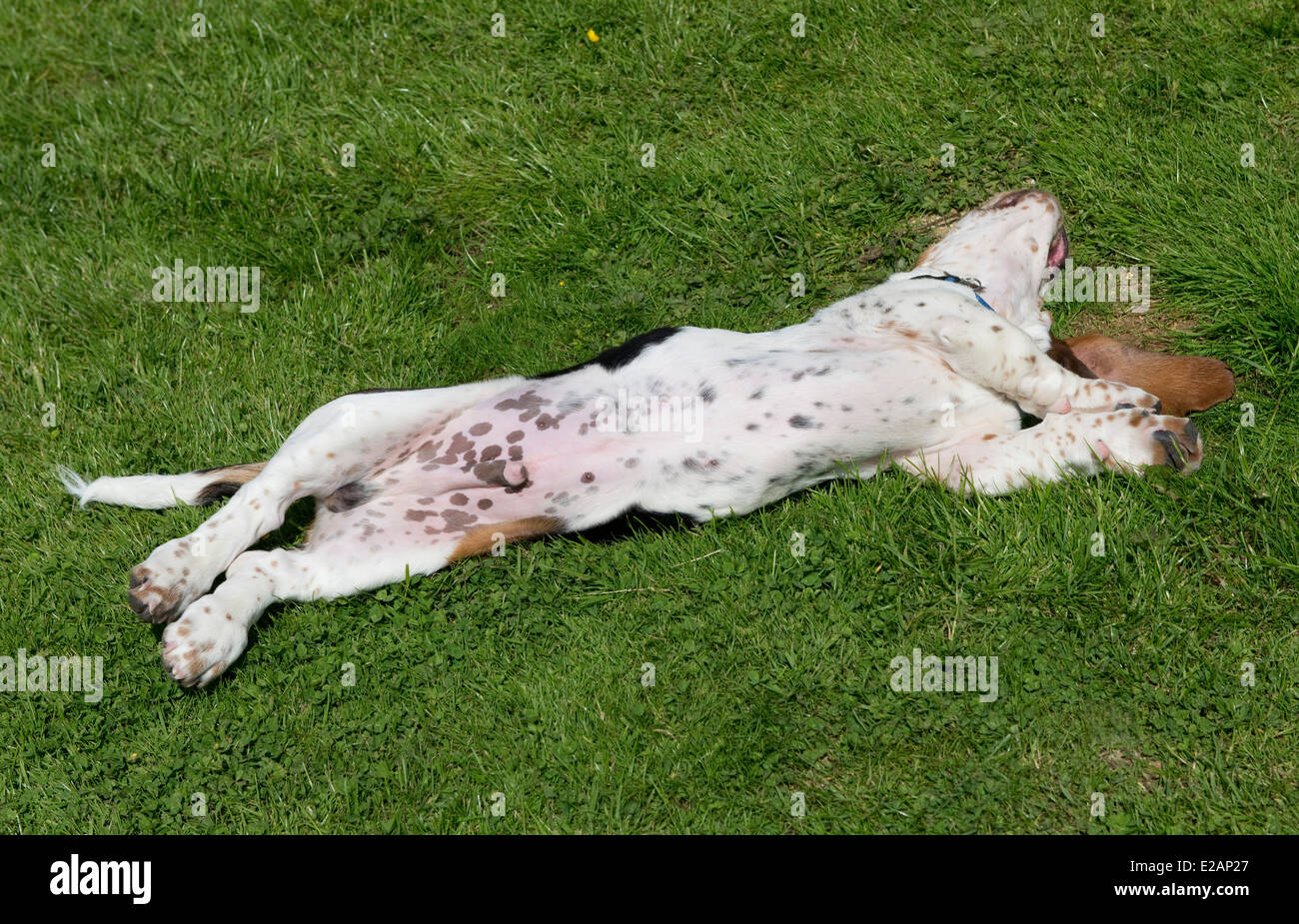 Four month old basset hound puppy rolling on his back Stock Photo