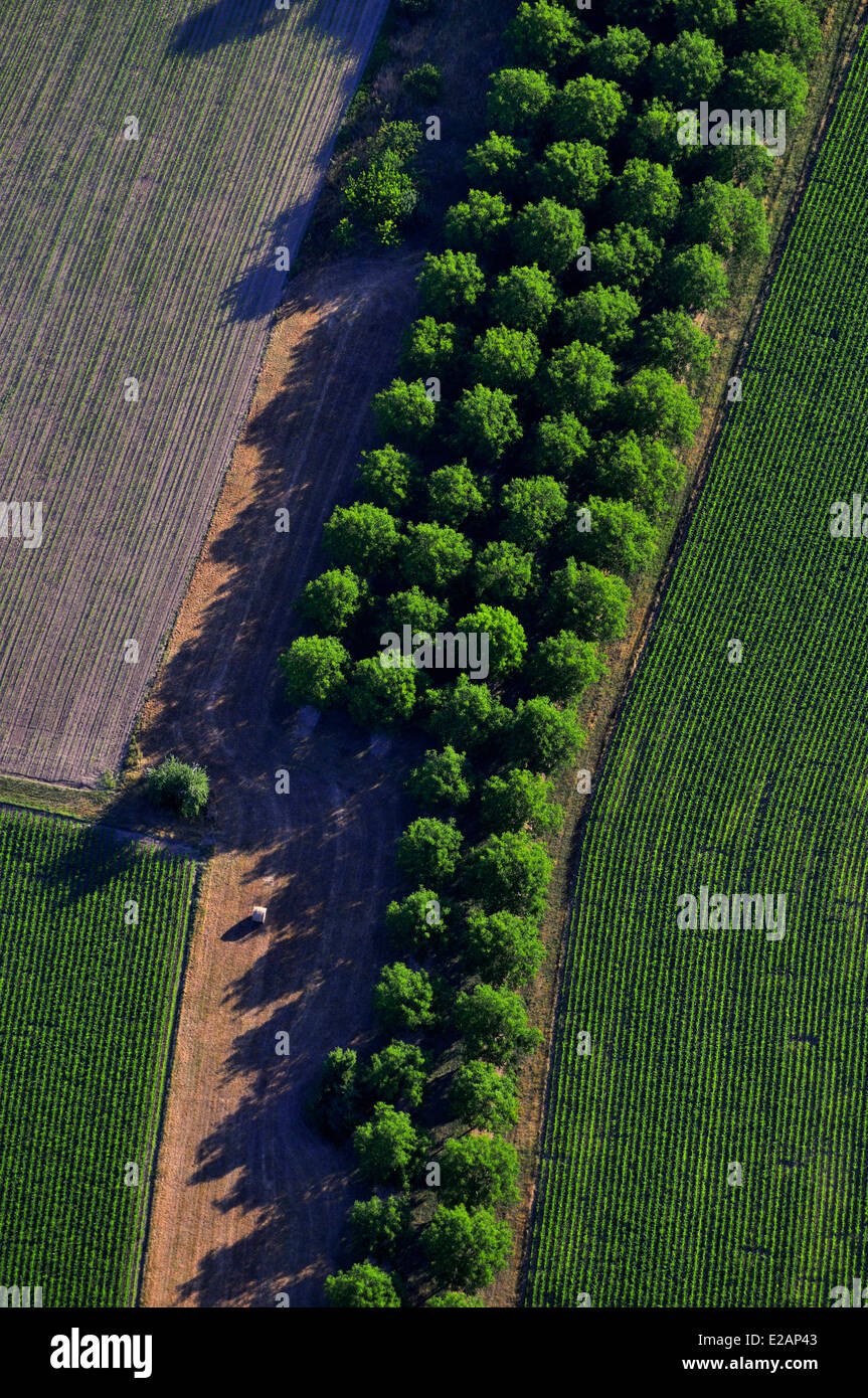 France, Dordogne, walnut plantation (aerial view Stock Photo Alamy