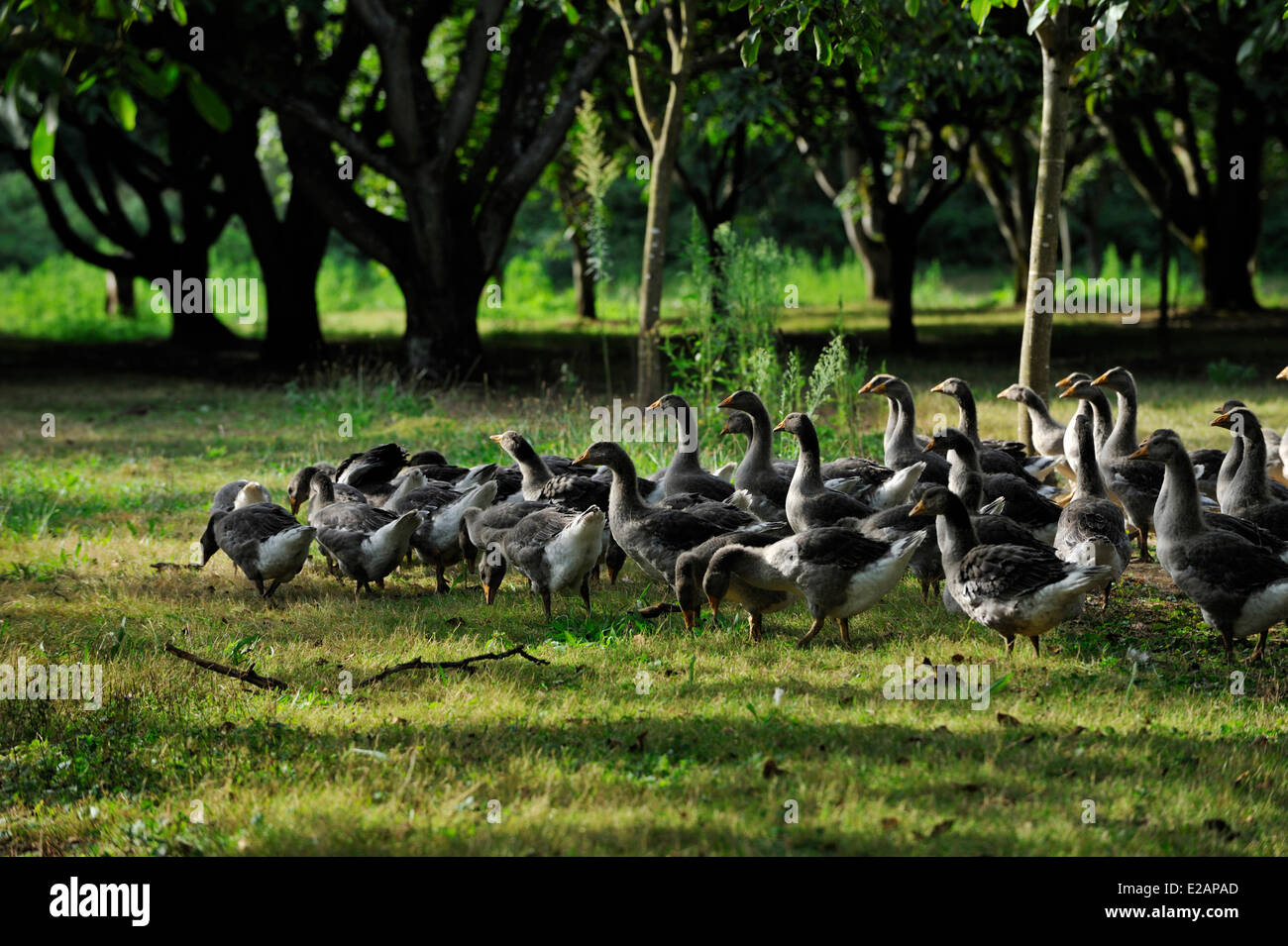France, Dordogne, flock of geese in the lashes of Montfort Stock Photo