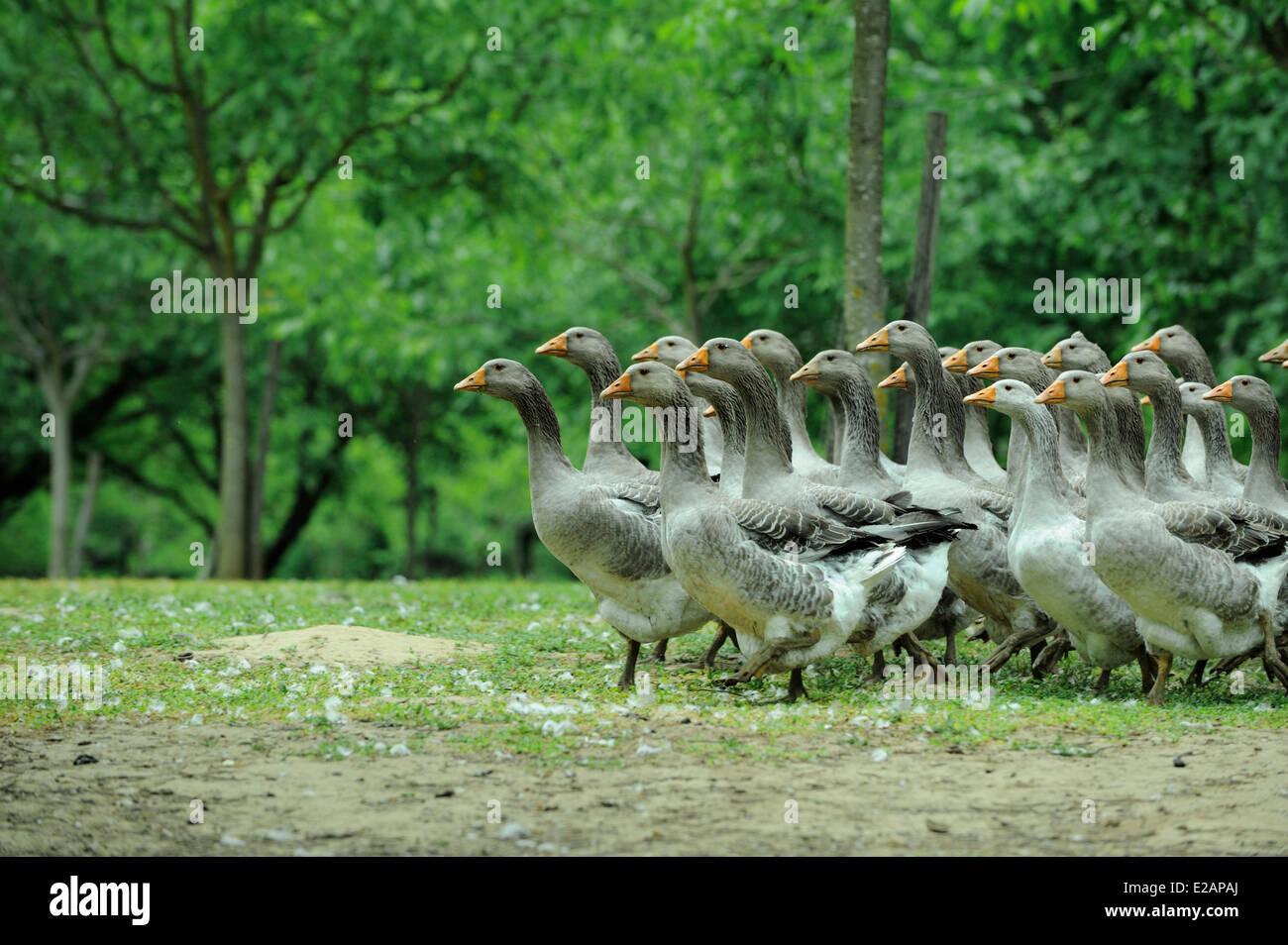 France, Dordogne, flock of geese in the lashes of Montfort Stock Photo