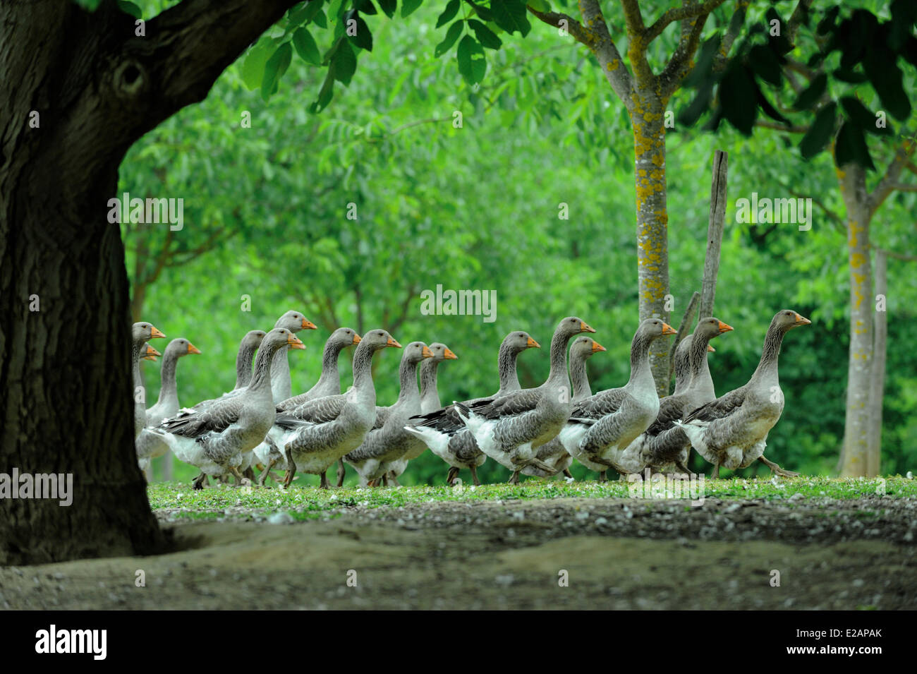 France, Dordogne, flock of geese in the lashes of Montfort Stock Photo
