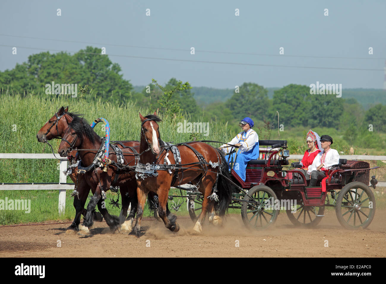 Summer traditional carriage driving in the middle of Russia: troika Vladimir draft horses Stock Photo