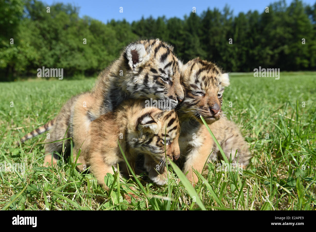 Ochenhausen Germany 18th June 14 Three Bengal Tiger Babies Sit On A Meadow At The Farm Weiherhaus Near Ochenhausen Germany 18 June 14 The Three Tiger Offsprings Were Born On 08 May Ochenhausen Germany 18th June 14 Three Bengal Tiger Babies Sit On A Meadow At The Farm Weiherhaus Near Ochenhausen Germany 18 June 14 The Three Tiger Offsprings Were Born On 08 May