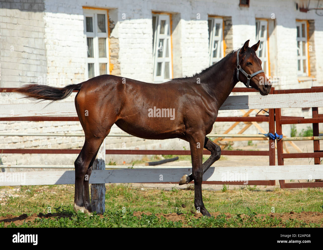 Hanoverian horse foal in a paddock on a Stud Farm Stock Photo
