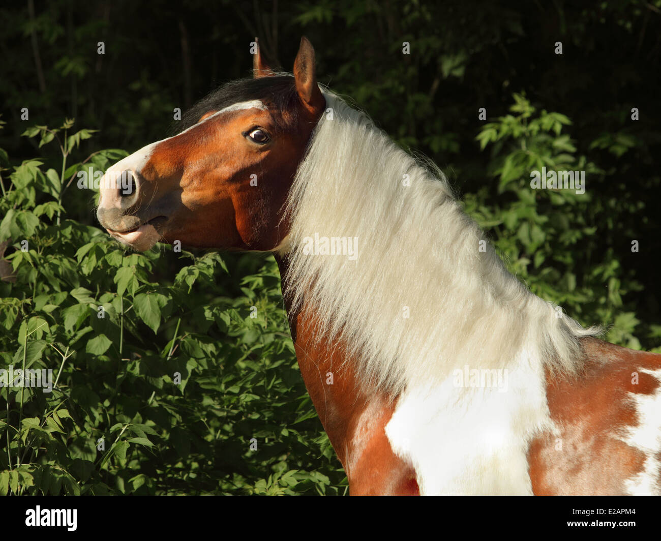 Beautiful pinto gypsy vanner stallion portrait in nature Stock Photo