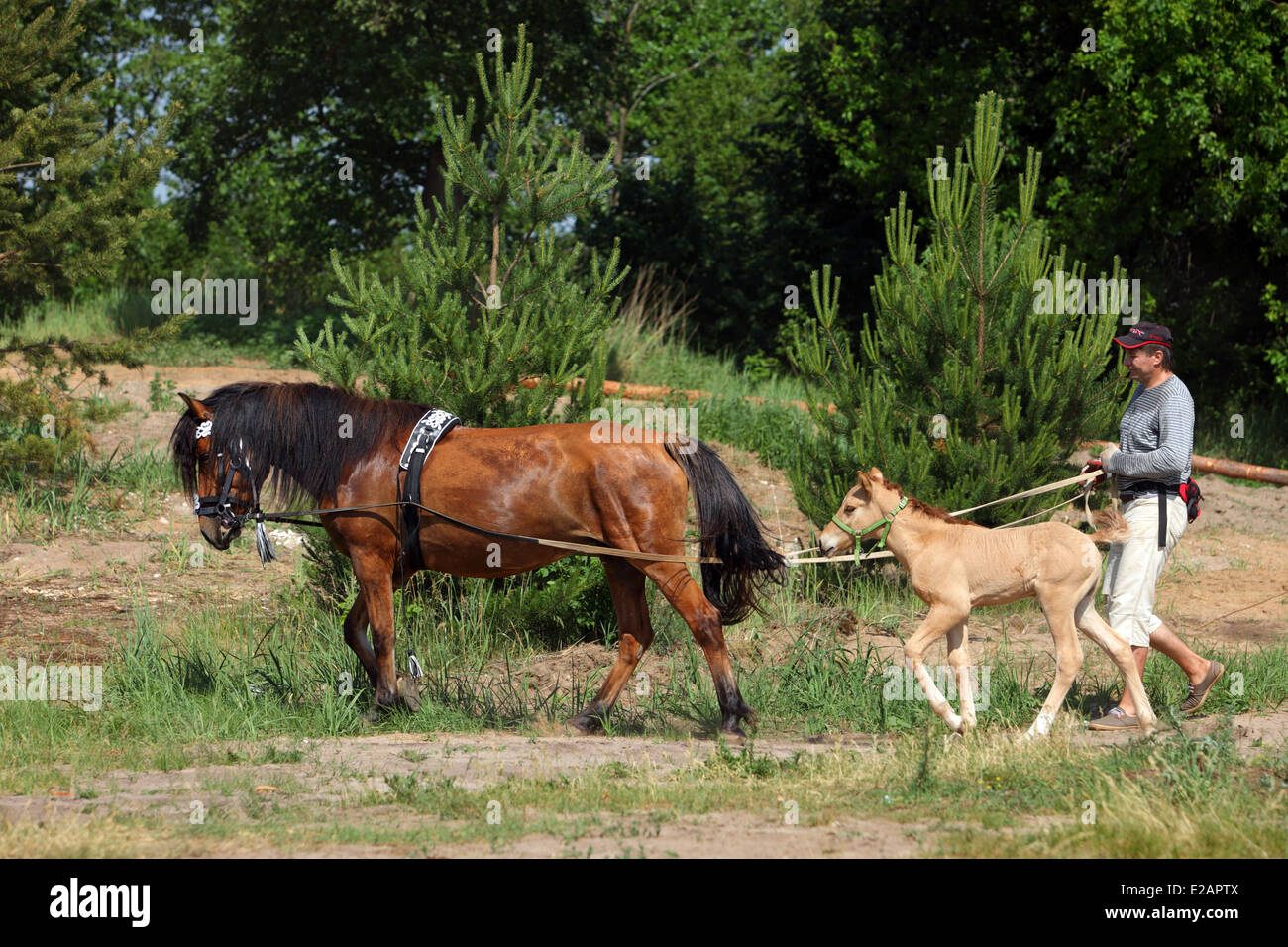 Training with reins in hand on control of young harness vyatka horse for Russian troika. Stock Photo