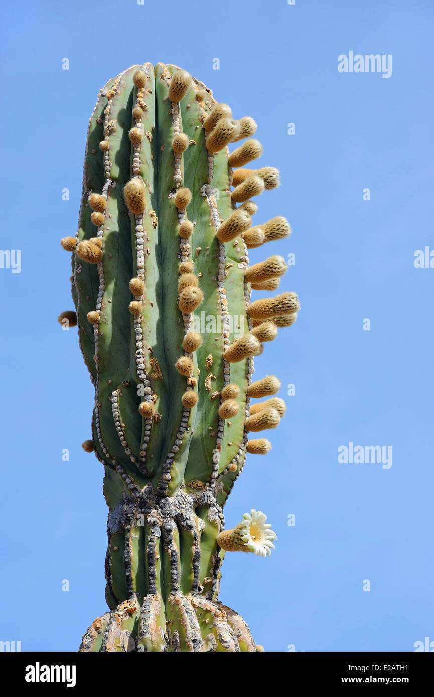 Cactus baja california hires stock photography and images Alamy