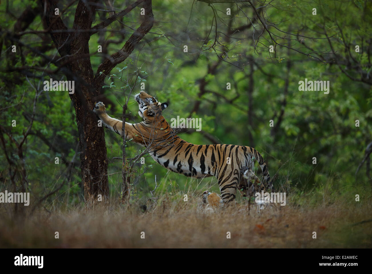 Royal Bengal Tiger marking territory in Bandhavgarh National Park in