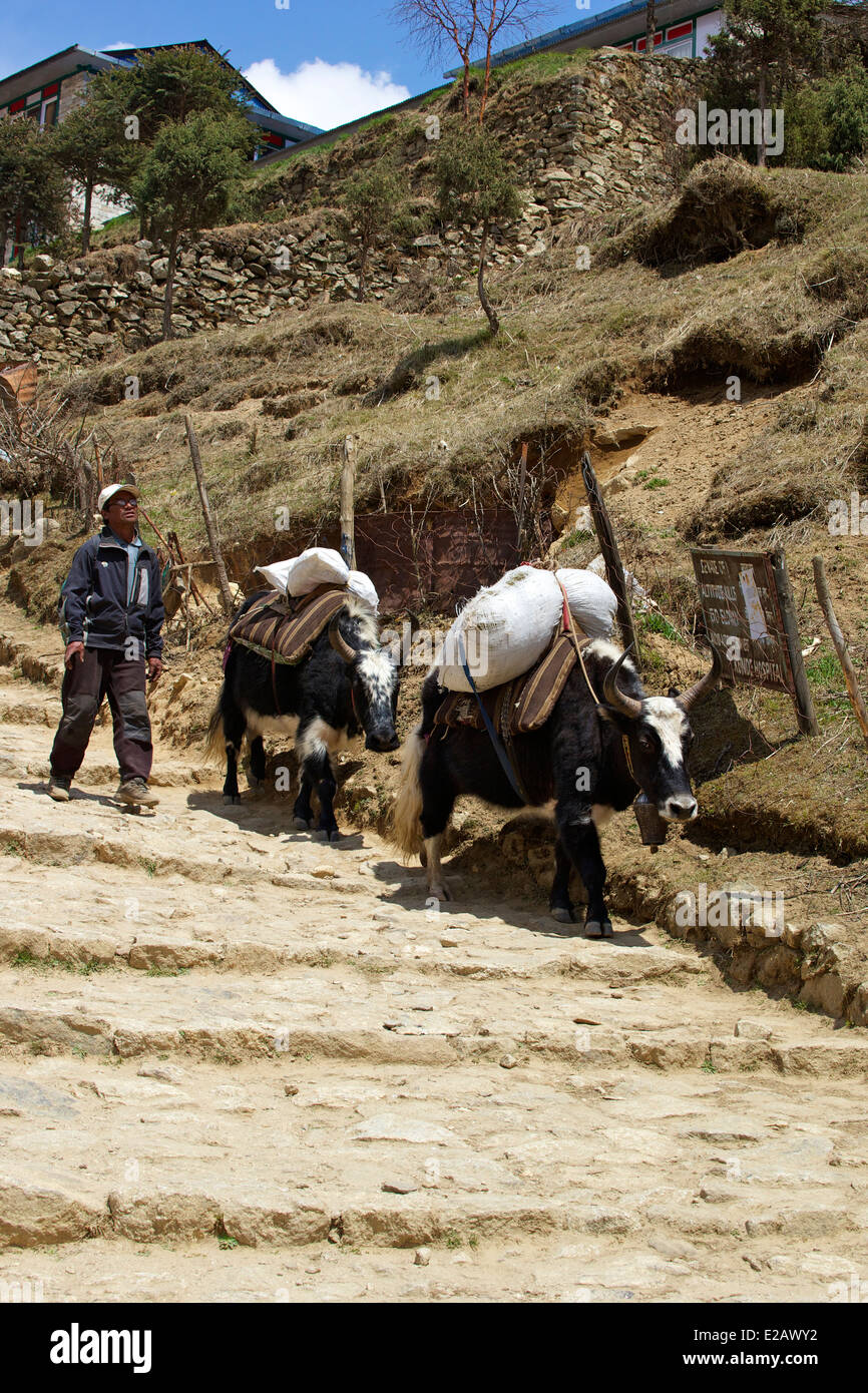 Hybrid yaks transporting goods in Namche Bazaar, Nepal, Asia Stock Photo