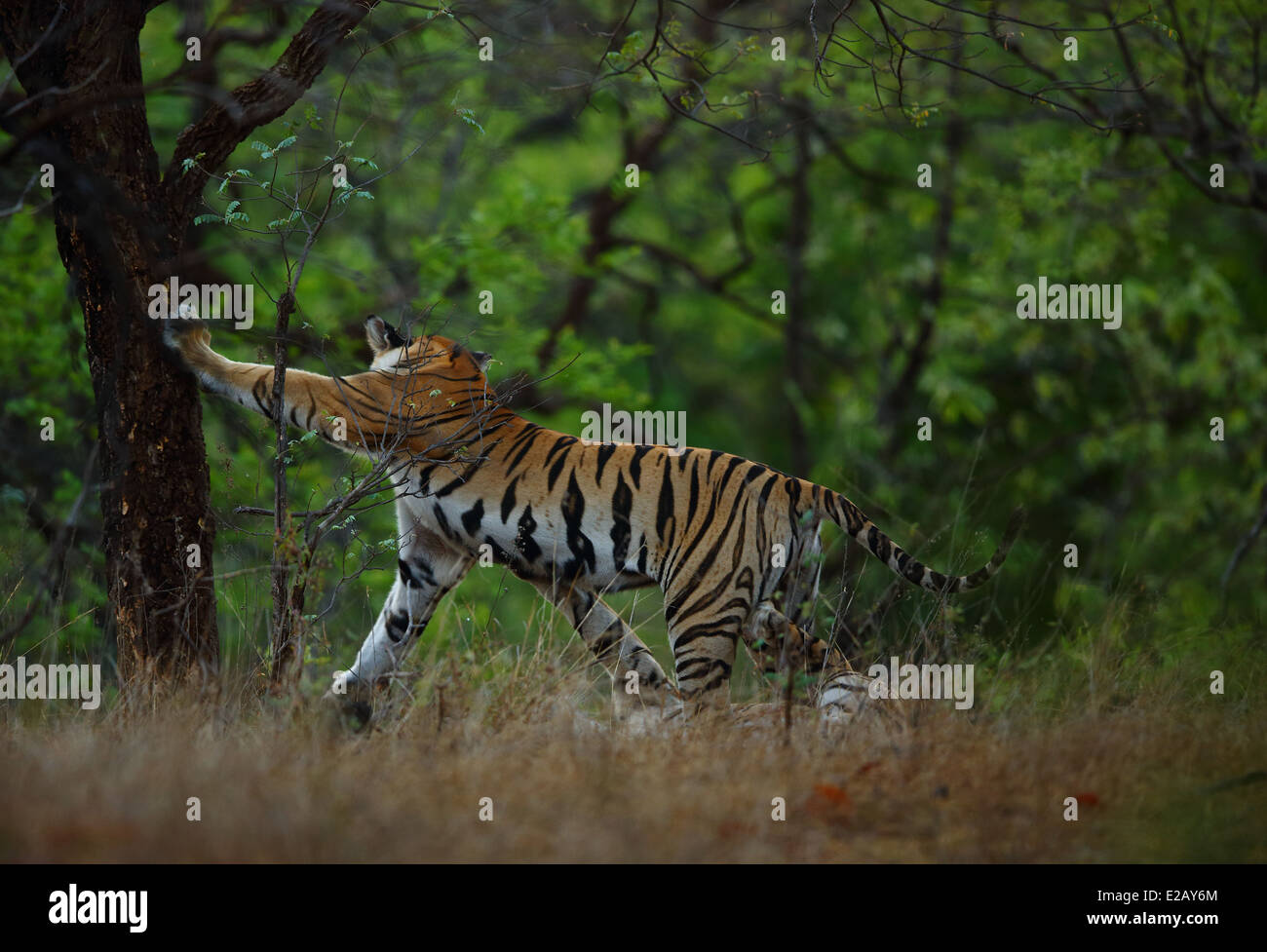 Royal Bengal Tiger marking territory in Bandhavgarh National Park in India Stock Photo