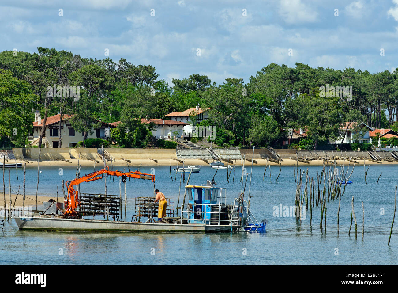 France, Gironde, Piraillan, Arcachon Bay, oyster barge up traps oysters Stock Photo