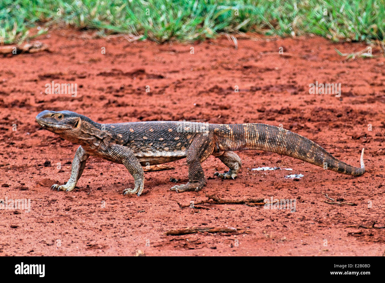 Kenya, Tsavo Est national park, iguana (Iguanidae) Stock Photo