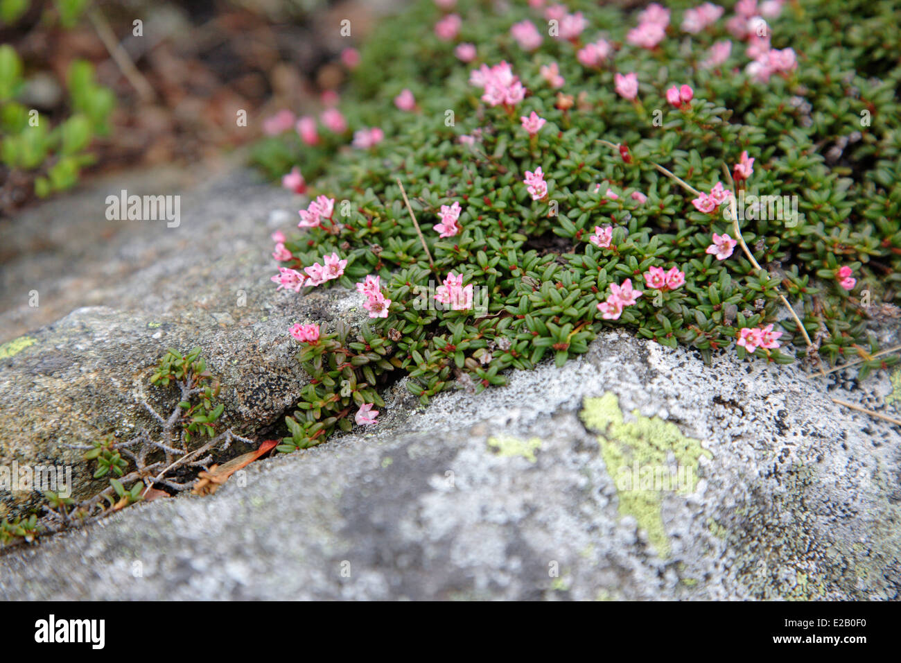 Alpine Azalea - Loiseleuria procumbens - along the Appalachian Trail in the Presidential Range of the White Mountains NH Stock Photo