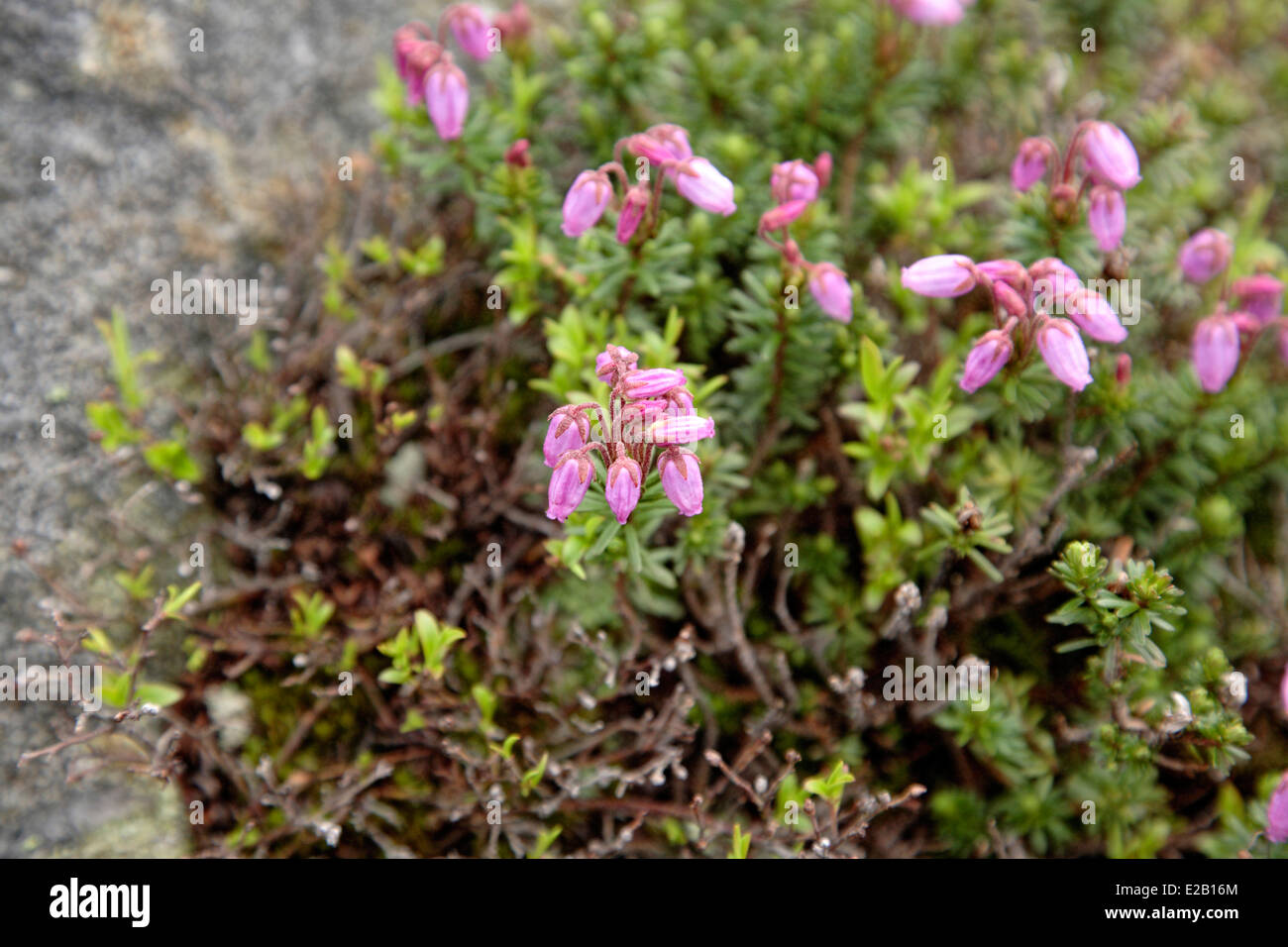 Mountain Heath - phyllodoce caerulea - along the Appalachian Trail in the Presidential Range of the White Mountains, NH Stock Photo