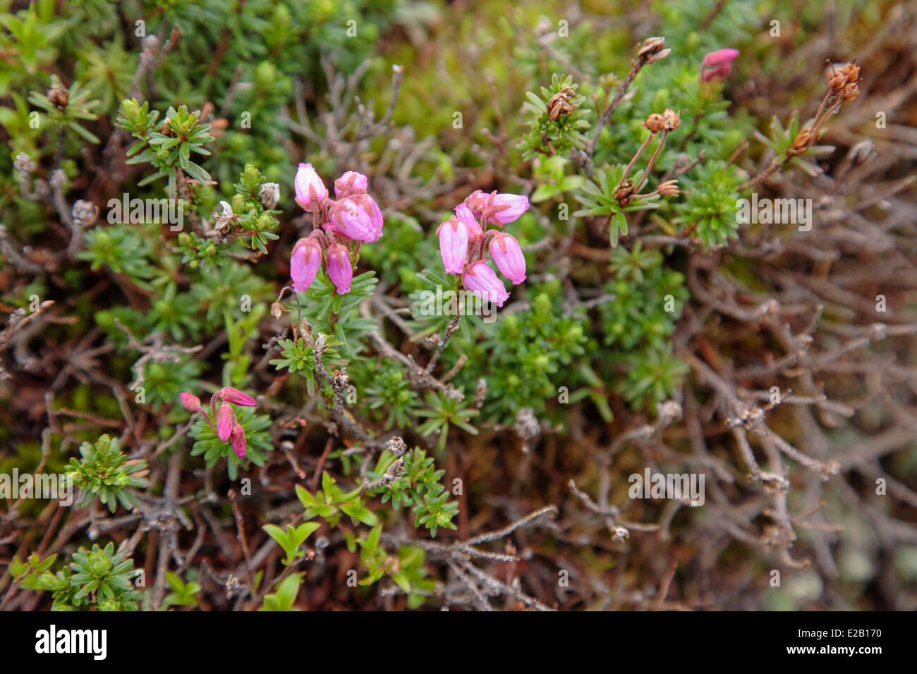 Mountain Heath - phyllodoce caerulea - along the Appalachian Trail in the Presidential Range of the White Mountains, NH Stock Photo