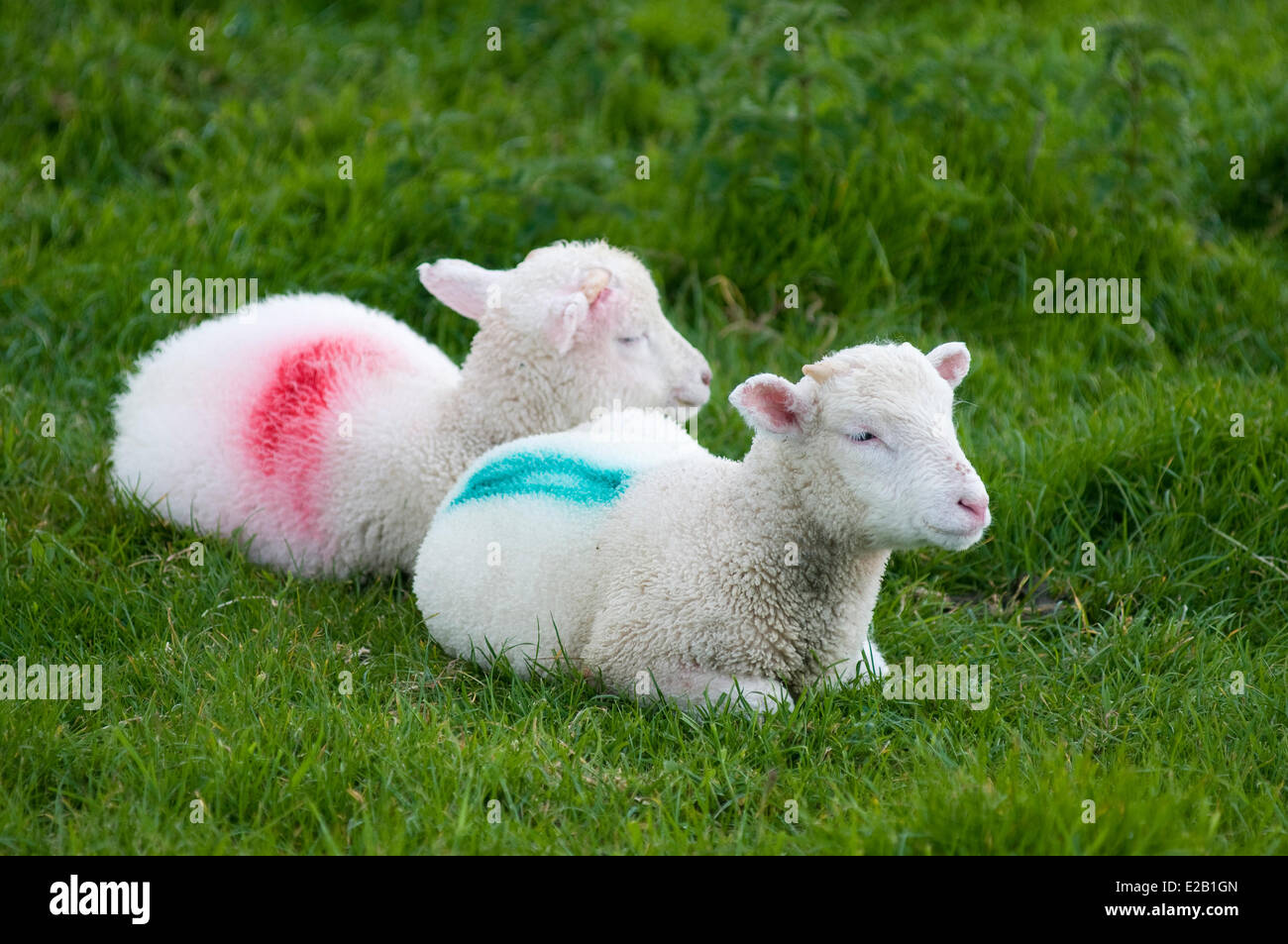 Ireland, County Kerry, Dingle Peninsula, two lambs in the grass Stock Photo