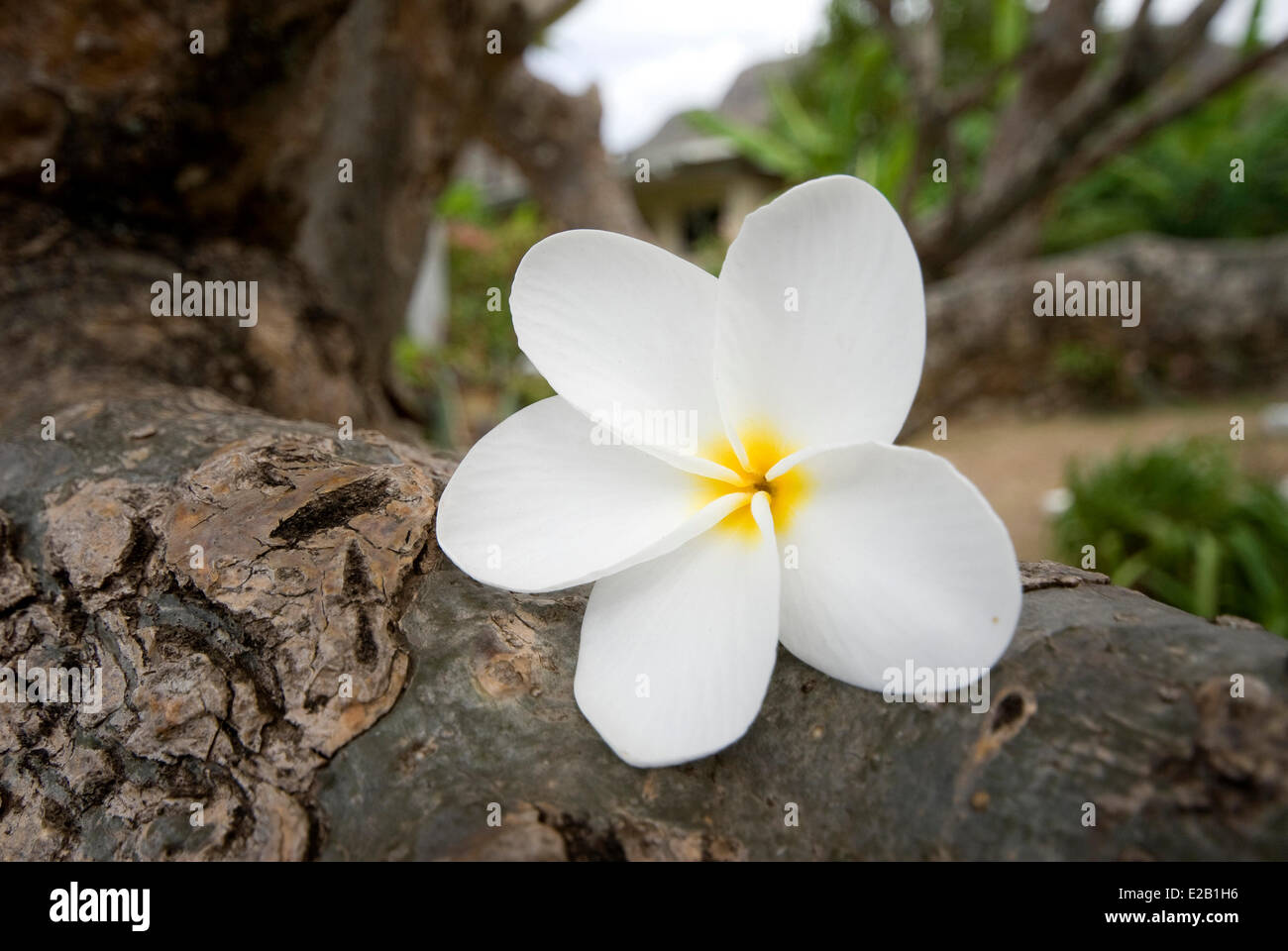 France, French Polynesia, Marquesas islands, Ua Pou island, Hakahau, flower frangipani (Plumeria acuminata) Stock Photo