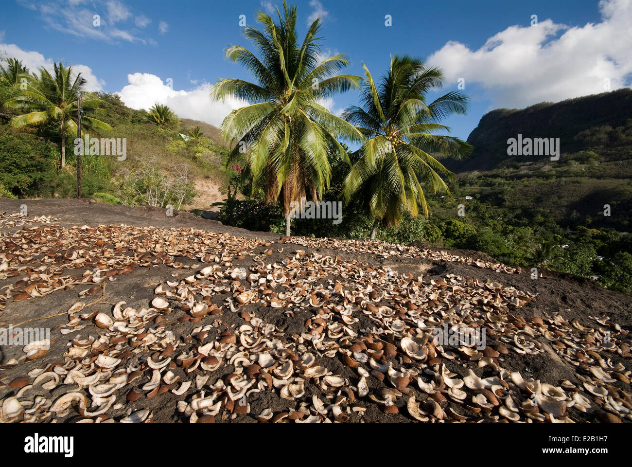 France, French Polynesia, Marquesas islands, Ua Pou island, Hakahetau, drying copra and coconut Stock Photo