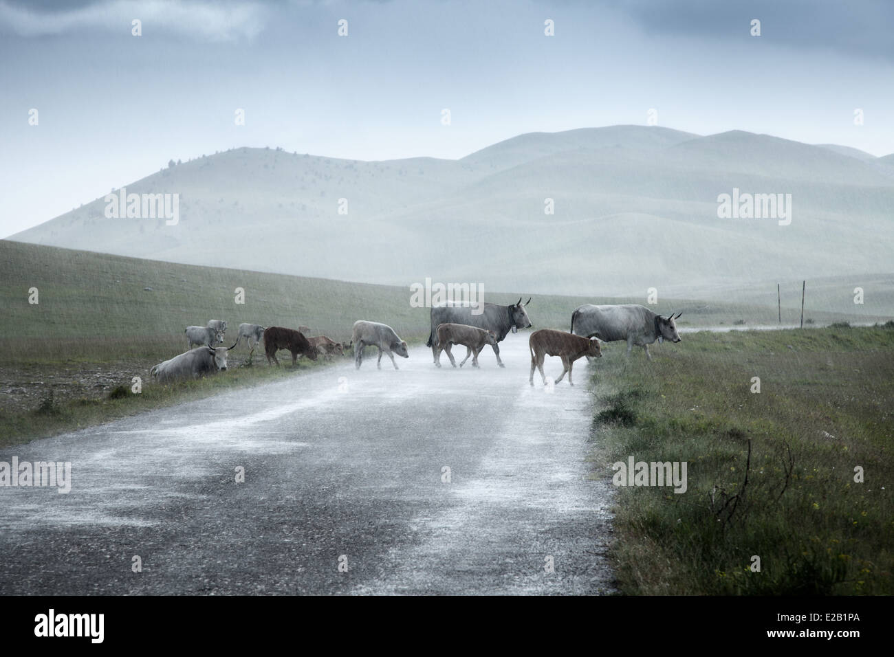 Sasso cows, Gran Sasso d'Italia mountain, Abruzzo, central Italy,cattle,herd, Stock Photo