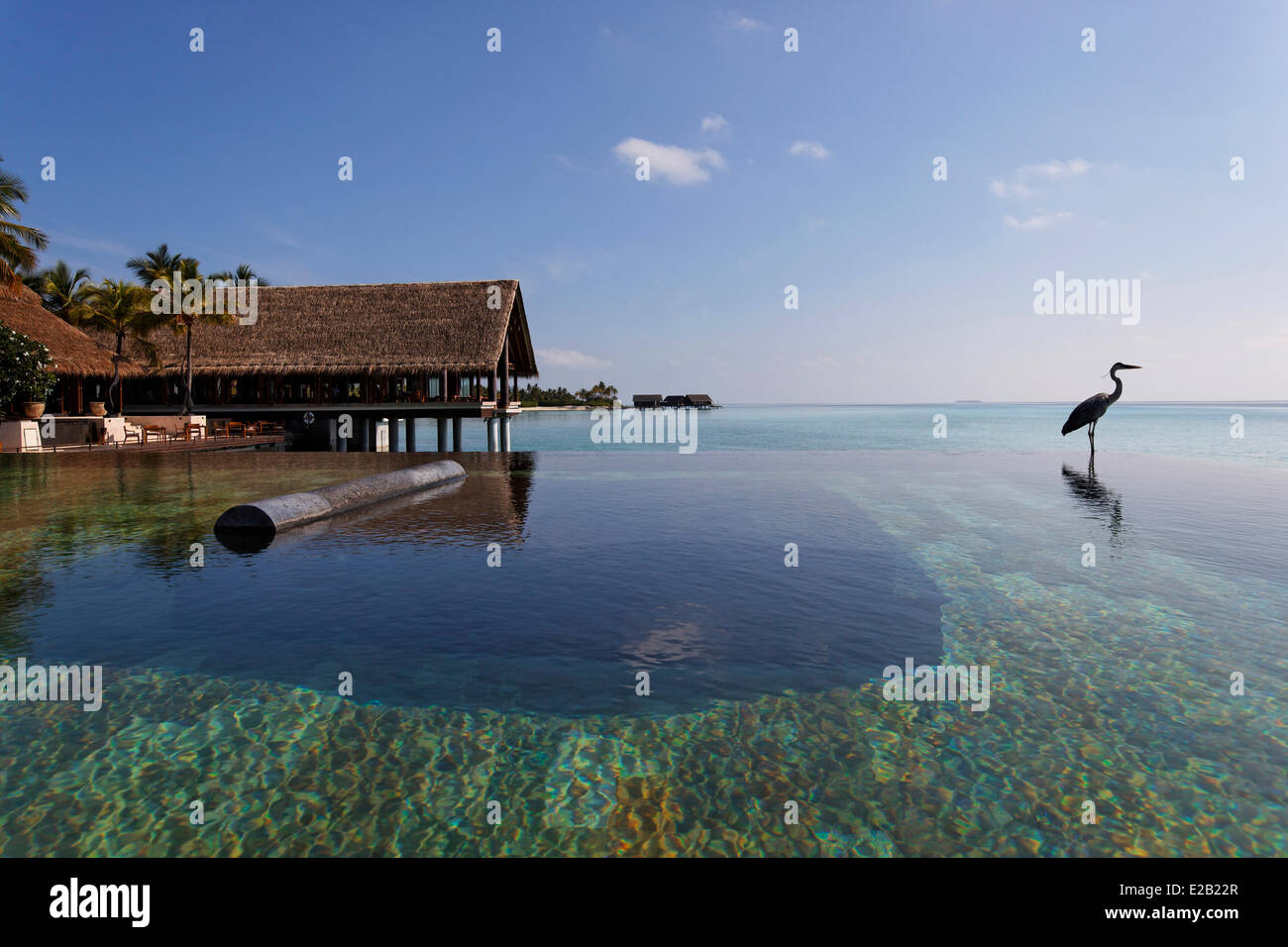 Maldives, Kaafu North Male atoll, One & Only Reeethi Rah hotel, heron on the swimming pool with overflowing Stock Photo