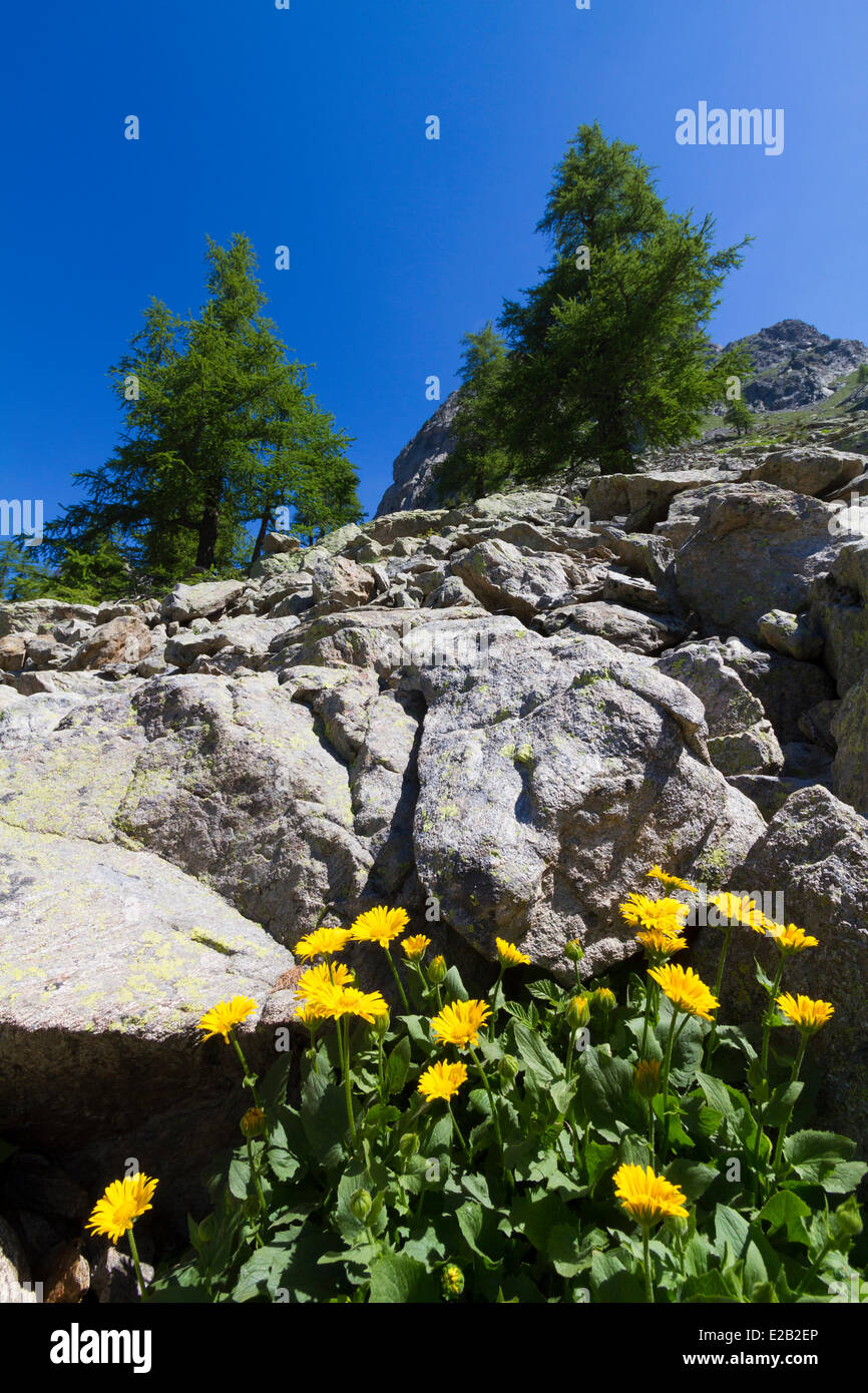 France, Alpes Maritimes, national park of Mercantour, Haute Vesubie, Saint Martin Vesubie, Doronic (Doronicum grandiflorum) in Stock Photo